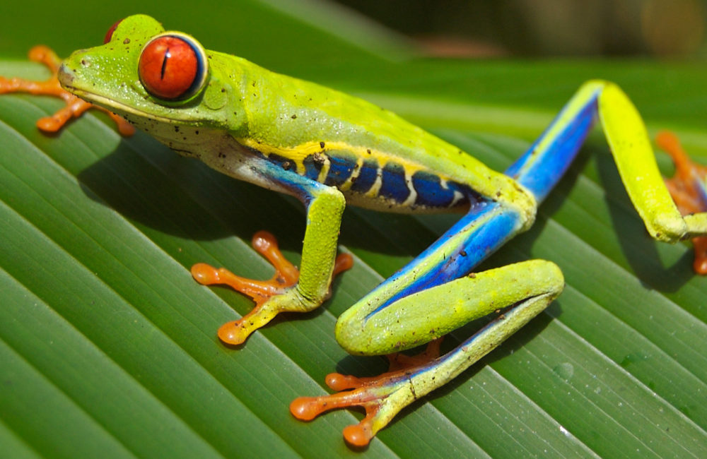 FAB tree frog