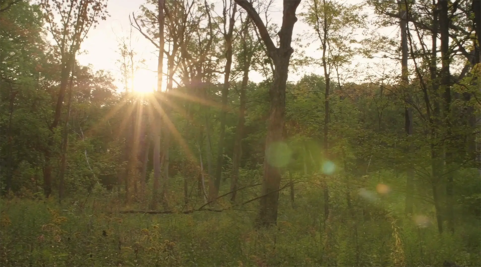 A managed site in a Cook County forest preserve